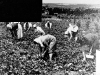 265-work : Strawberry picking on Chivers Farms, Haslingfield (1950)