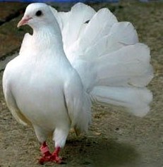 Fantail Dove (2)