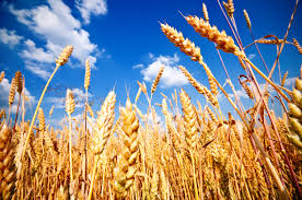 wheat pic